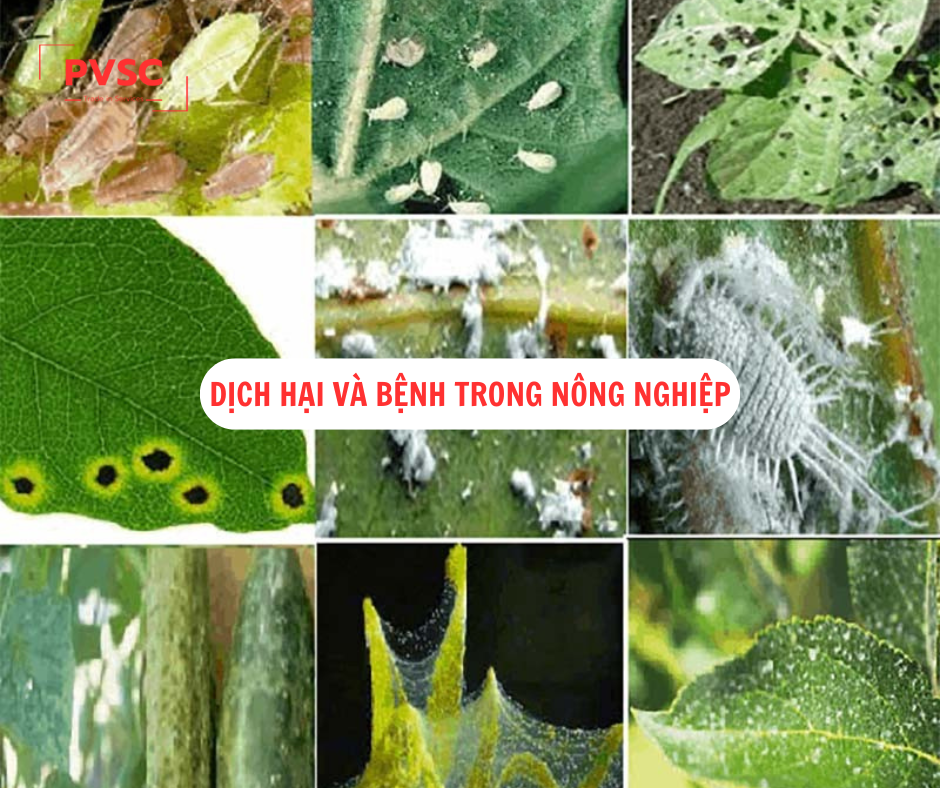 Kiểm soát dịch hại và bệnh trong nông nghiệp: Giải pháp then chốt để phát triển bền vững