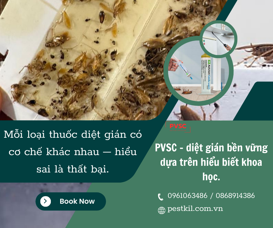 Các loại thuốc diệt gián phổ biến hiện nay, ưu & nhược điểm