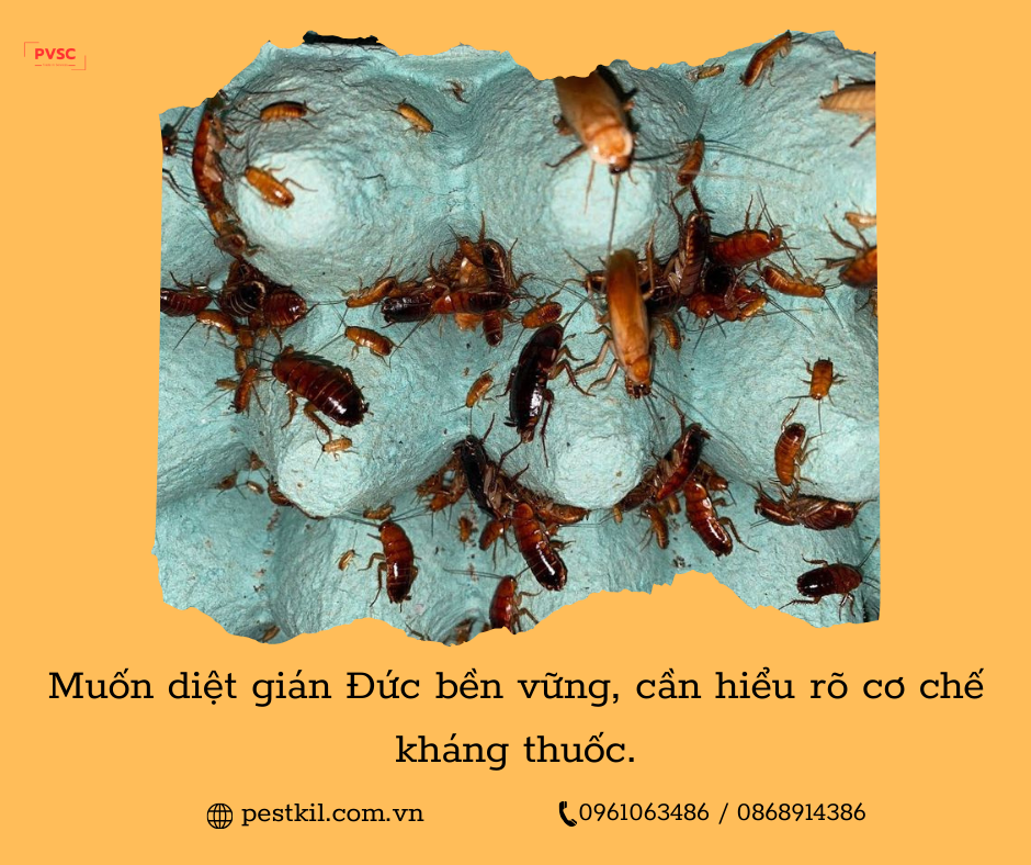 Gián đức kháng thuốc, Nguyên nhân khiến nhiều cách diệt thất bại