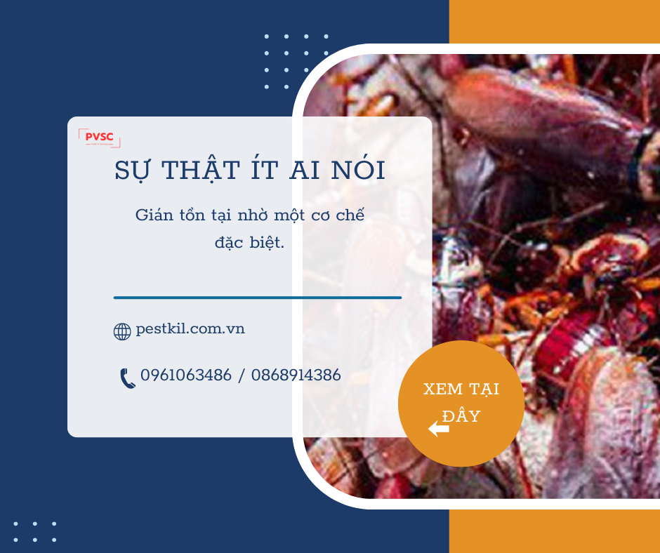 Vì sao gián khó diệt dứt điểm? sự thật ít người biết