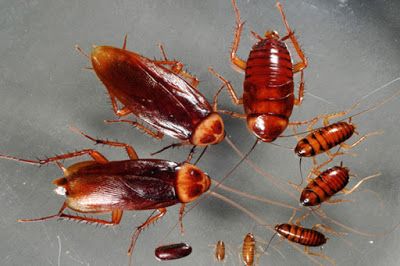 Dịch vụ diệt gián an toàn, Ngăn sinh sản lâu dài