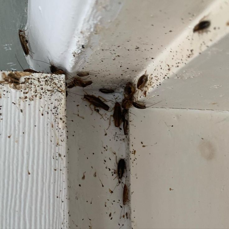 Diệt gián mãi không hết, Nguyên nhân do đâu?