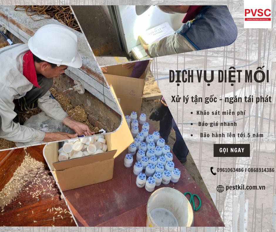 Dịch vụ diệt mối tại miền Bắc