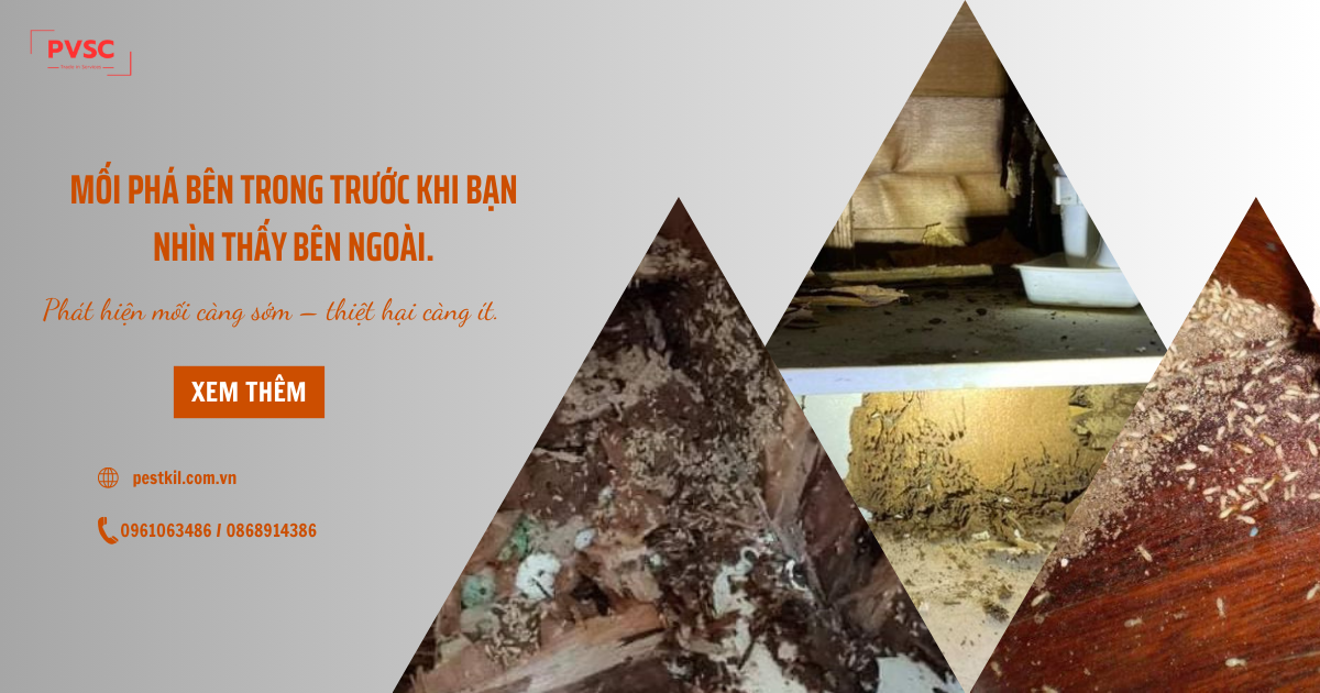 Dịch vụ diệt mối uy tín, giải pháp bảo vệ công trình lâu dài