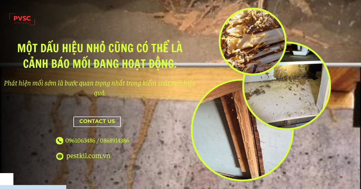 Cách phát hiện mối sớm trước khi thiệt hại nghiêm trọng