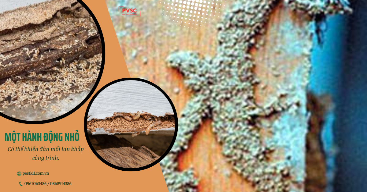 Những sai lầm khi tự diệt mối tại nhà