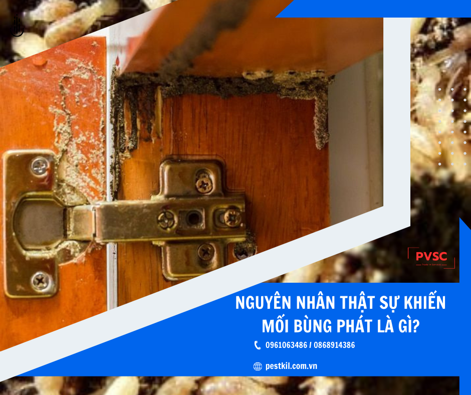 Nguyên nhân khiến mối phát triển mạnh trong khu dân cư