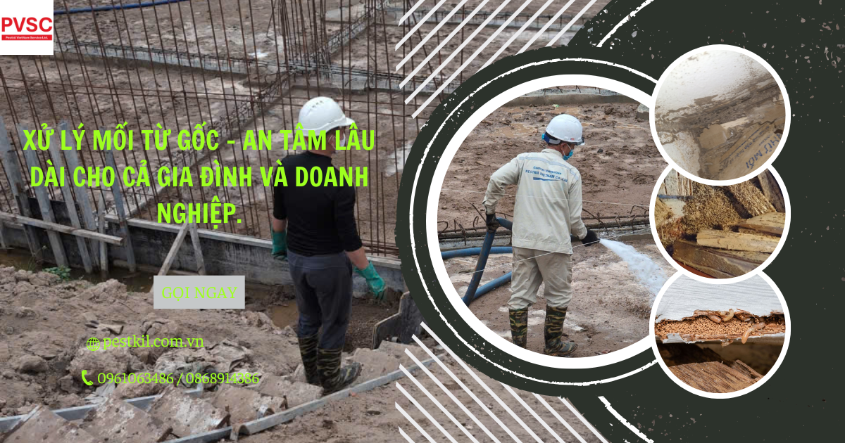 Dịch vụ diệt mối tận gốc cho nhà ở và doanh nghiệp