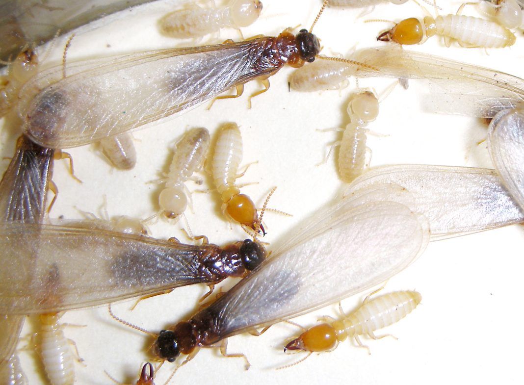 Mối phát triển mạnh vào tháng nào? Cảnh báo cho mọi gia đình