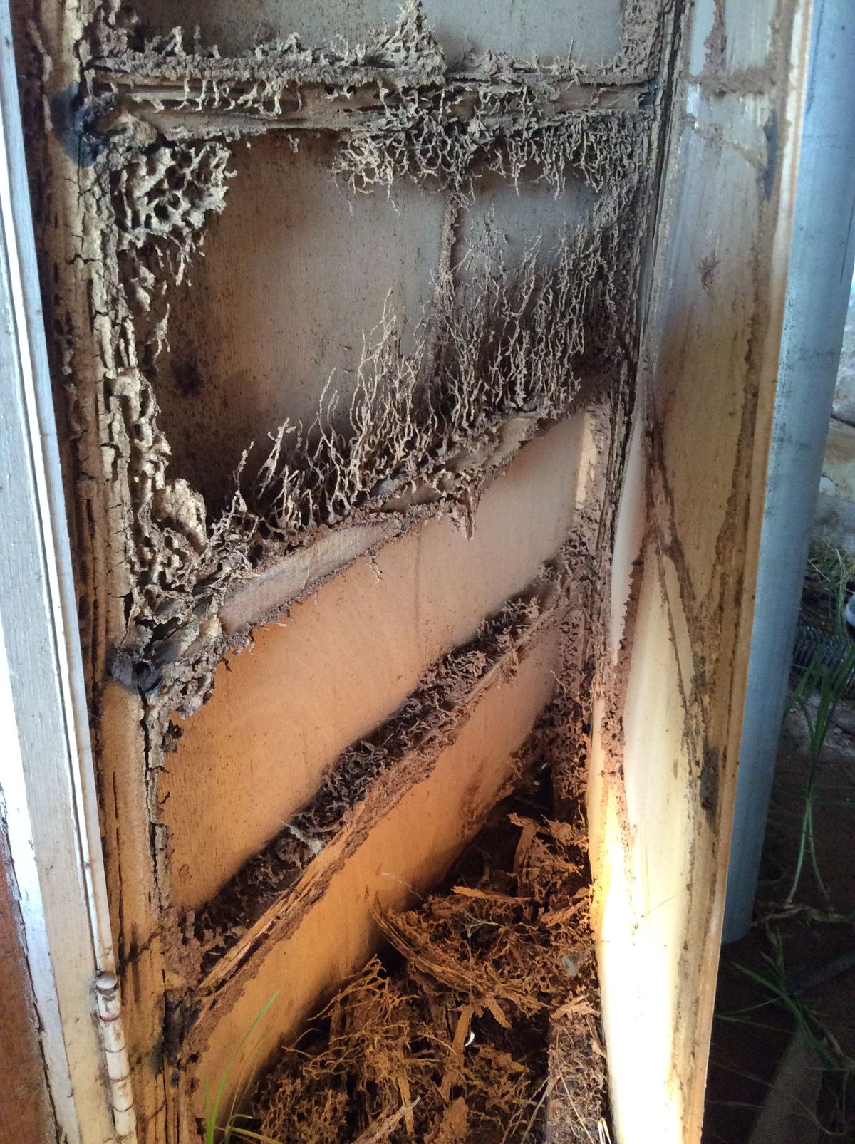 Cách xử lý mối trong tường, sàn gỗ không đục phá