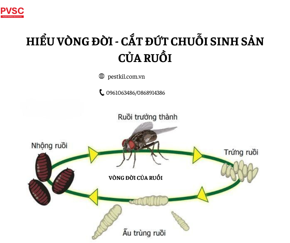 Bí mật vòng đời ruồi khiến bạn không thể diệt dứt điểm