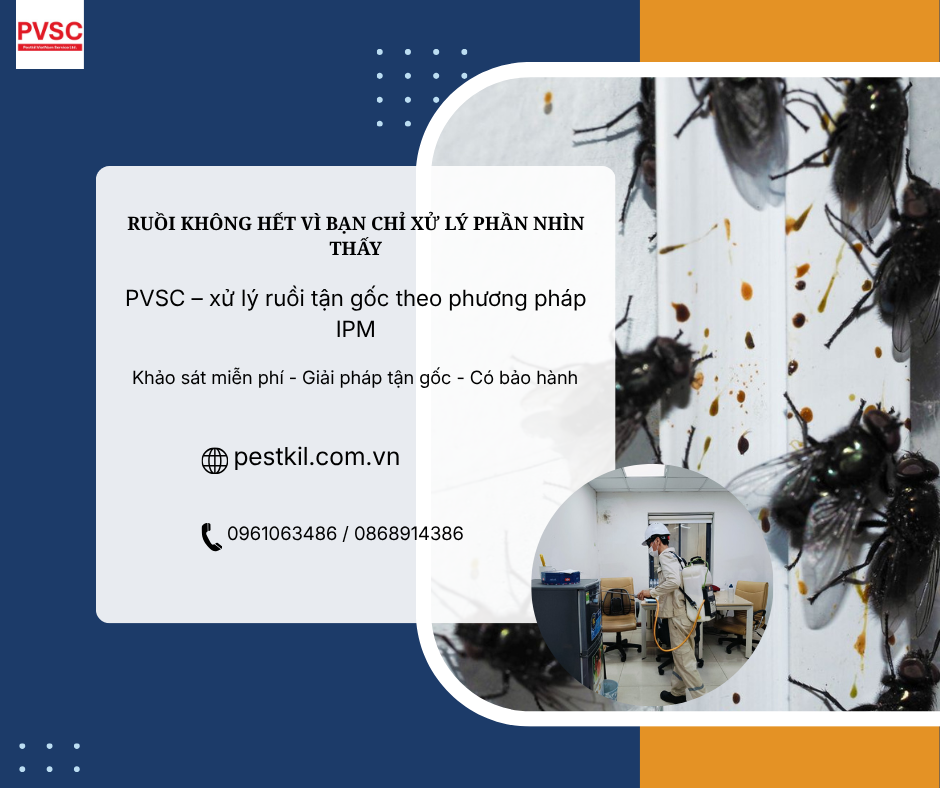 Tại sao diệt ruồi không hết? Hiểu sai về vòng đời ruồi