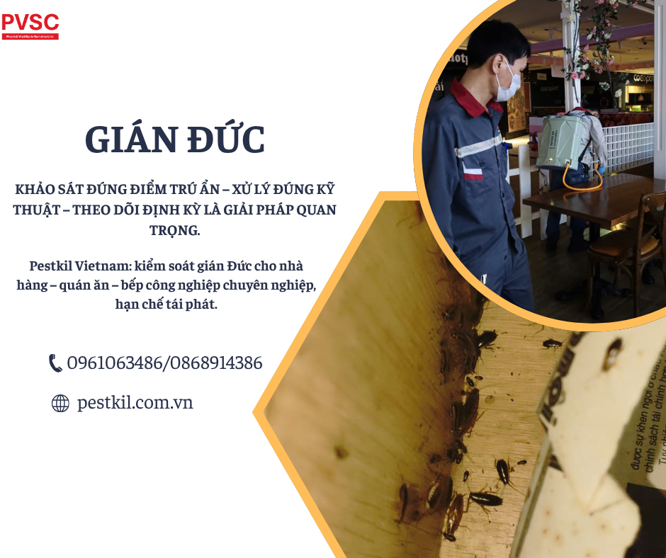 Diệt gián đức cho nhà hàng hiệu quả , hạn chế tái phát