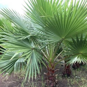 Hình ảnh minh họa Cây Kè Xanh Mỹ