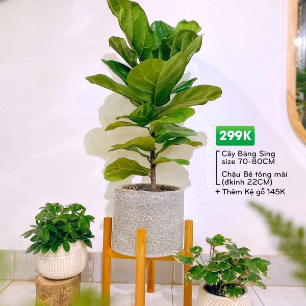 Cây Nội thất -Giá (10)
