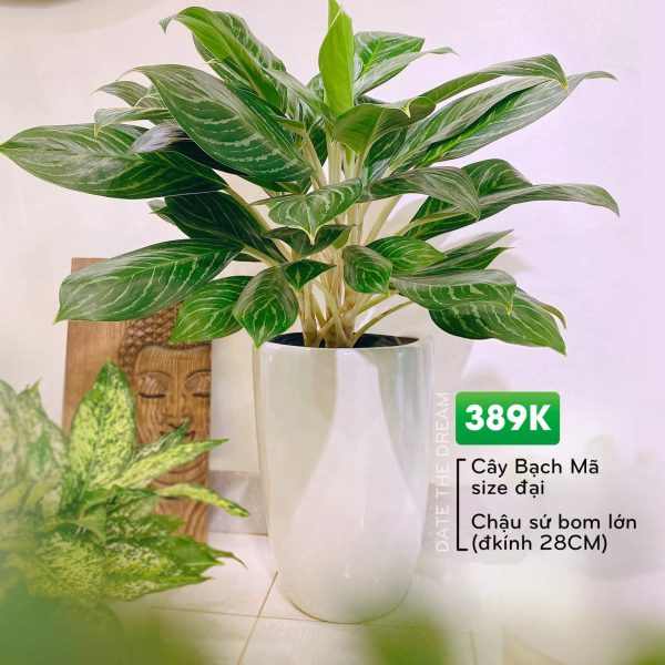 Chậu Bạch Mã Hoàng Tử