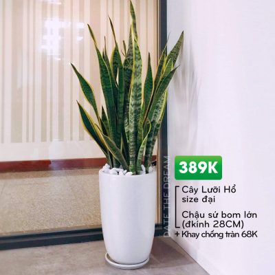 Chậu lưỡi hổ