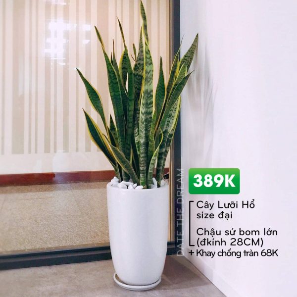 Chậu lưỡi hổ