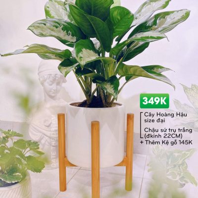 Chậu Ngân Hậu
