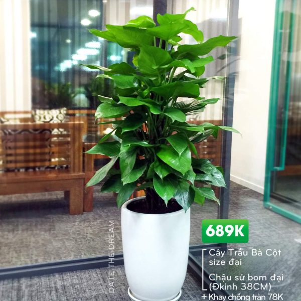 Chậu Trầu bà cột