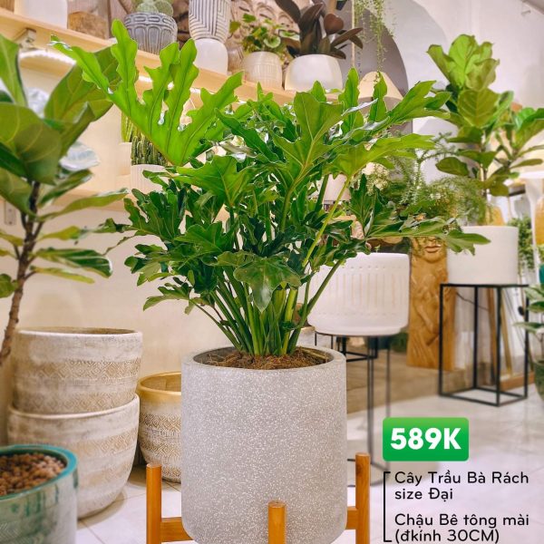 Chậu Trầu Bà Lá xẻ