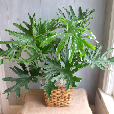 Cây Trầu bà lá xẻ (Philodendron)