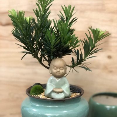 Cây Tùng