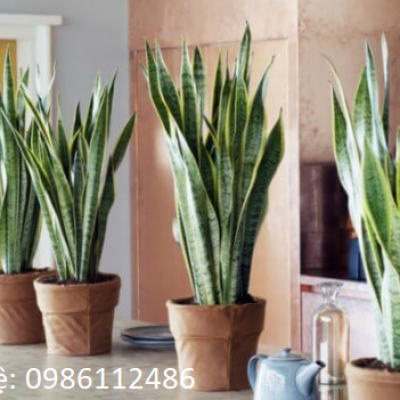 Cây lưỡi hổ (Sansevieria)