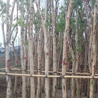Cây sấu _pestkil Việt Nam (6)