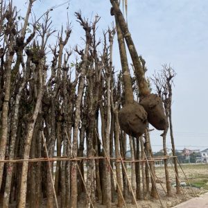 Sao đen