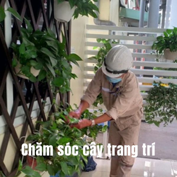 Chăm sóc cây cảnh