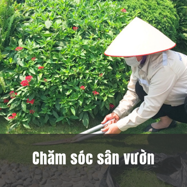 Chăm sóc sân vườn