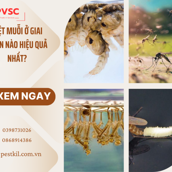 DIỆT MUỖI Ở GIAI ĐOẠN NÀO HIỆU QUẢ NHẤT