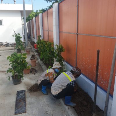 Dự án ABB_ Cây hoa leo (7)