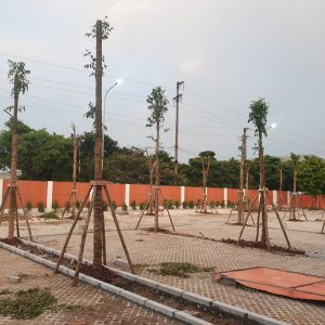 Thi công trồng cây công trình