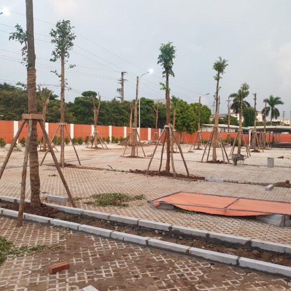 Dự án Trồng cây ABB_Pestkil VN (7)