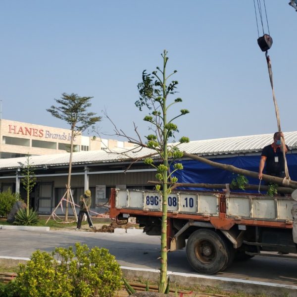 Pestkil Việt Nam _ công việc 01 (77)