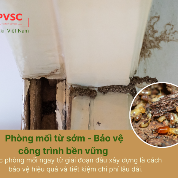 Phòng mối từ sớm -