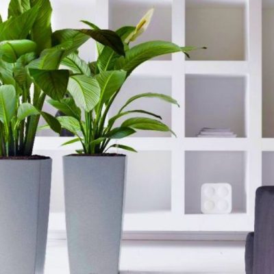Hình minh họa thuê cây cảnh Hà Nội Miền Bắc TP HCM Miền Nam