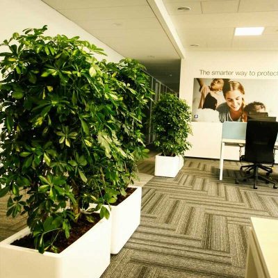 Hình minh họa thuê cây cảnh Hà Nội Miền Bắc TP HCM Miền Nam