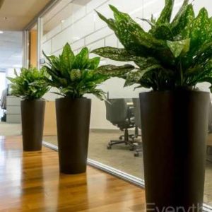 Hình minh họa bài viết thuê cây cảnh Hà Nội Miền Bắc TP HCM Miền Nam