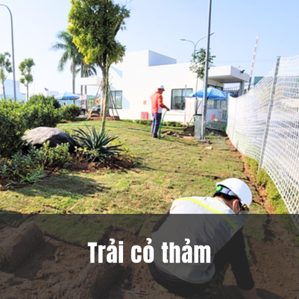Trải cỏ thảm