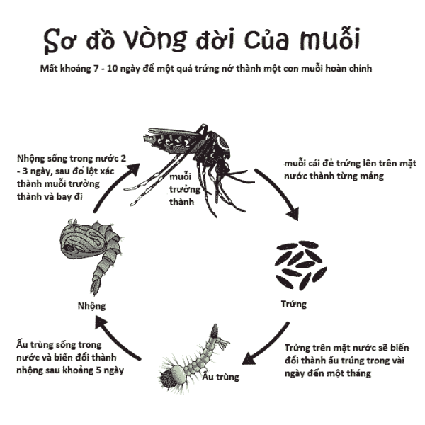 Vòng đời của muỗi