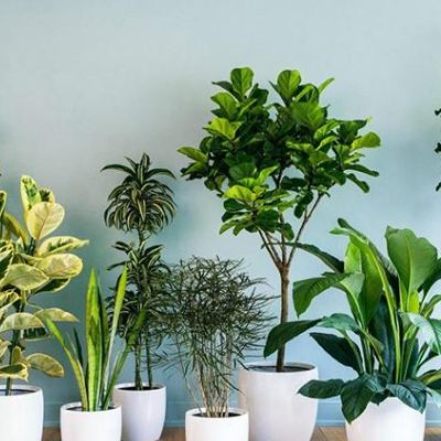 Hình ảnh nhưng lợi ích mà cây cảnh đem lại