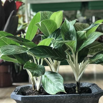 cây bạch mã hoàng tử