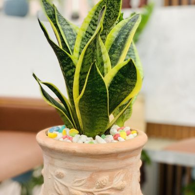 Lưỡi hổ nhro