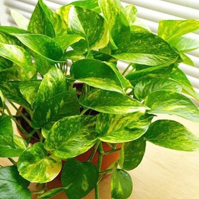 Cây vạn niên thanh bị vàng lá