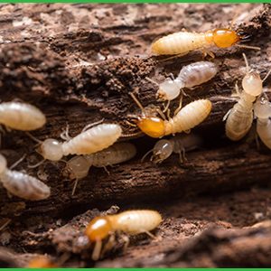 moi-truong-song-tap-quan-tu-nhien-cua-moi