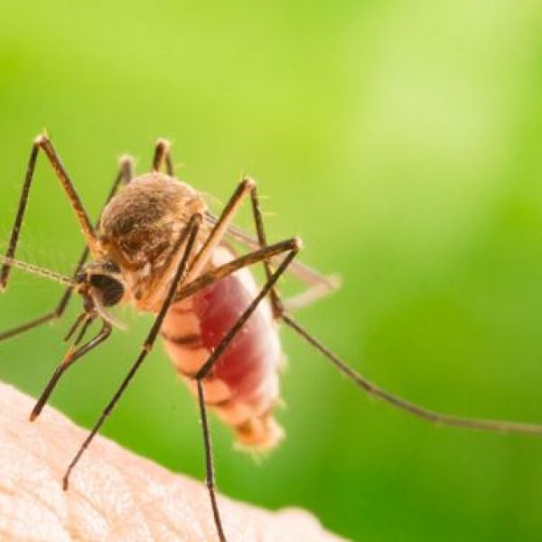 Hình ảnh Sự nguy hiểm của muỗi và cách phòng tránh cũng như diệt trừ chúng